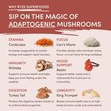 Mushroom Chicory (1 Pack - 30 Servings) - J2QN