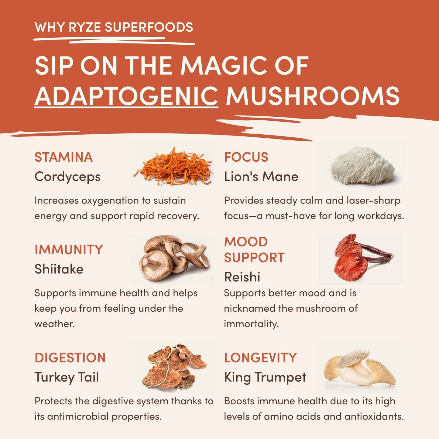 Superfood Creamer Starter Bag - EDAE