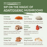 Mushroom Matcha (1 Pack - 30 Servings) - 4NLT