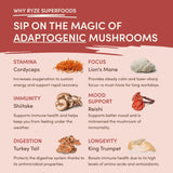 Mushroom Chai (1 Pack - 20 Servings) - BULG