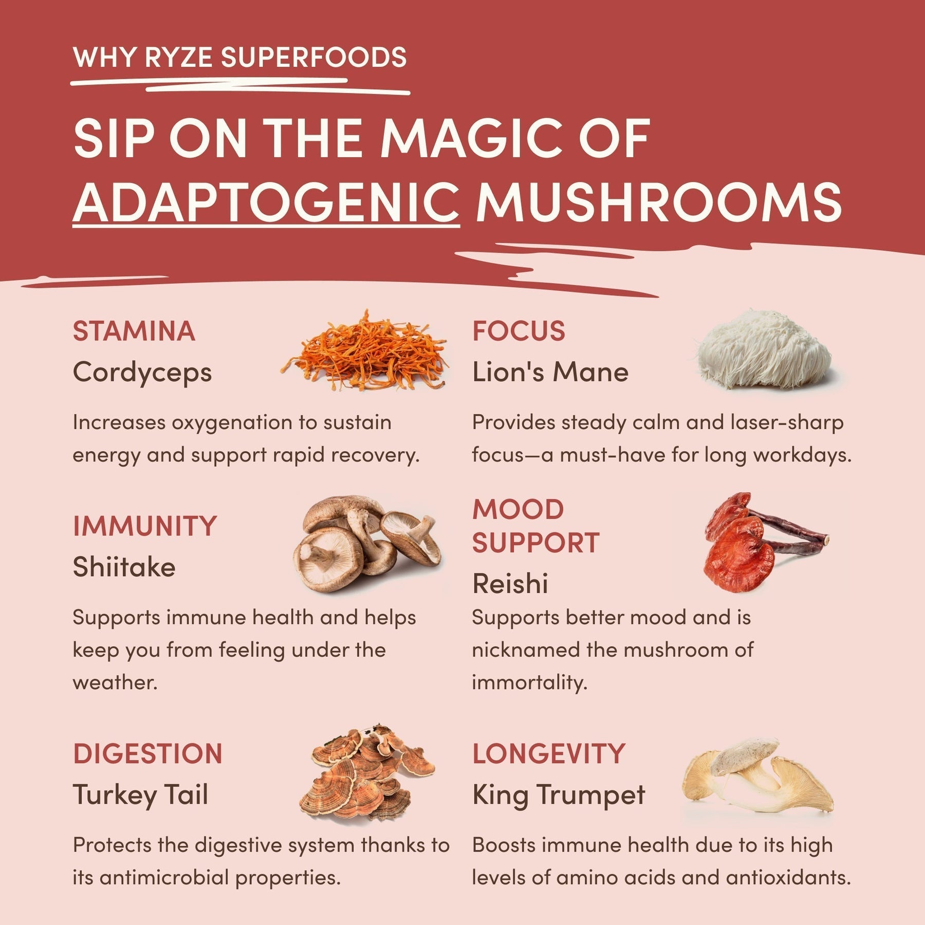 Mushroom Chai (1 Pack - 20 Servings) - BULG